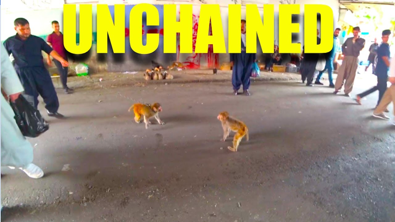 OUT OF CONTROL MONKEY | Sulaymaniyah, Iraqi Kurdistan 2021