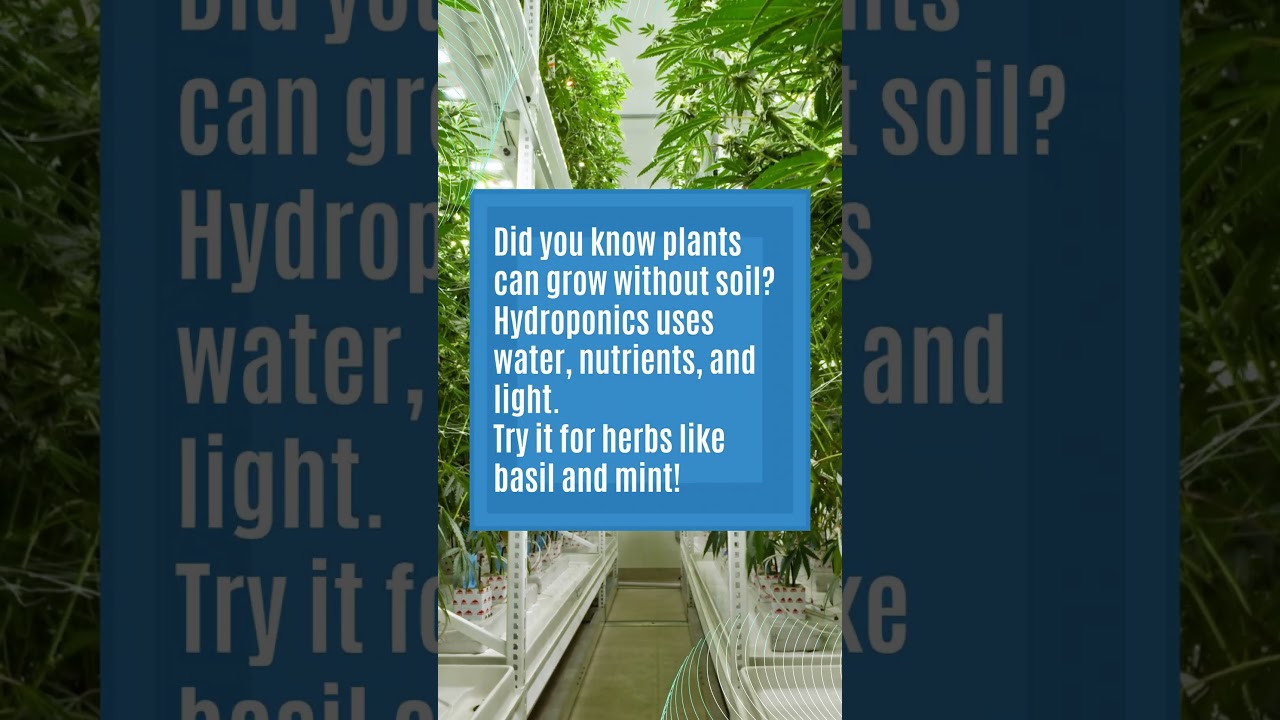 Grow Plants Without Soil? Here&rsquo;s How! #springscientific #farming #soilquality