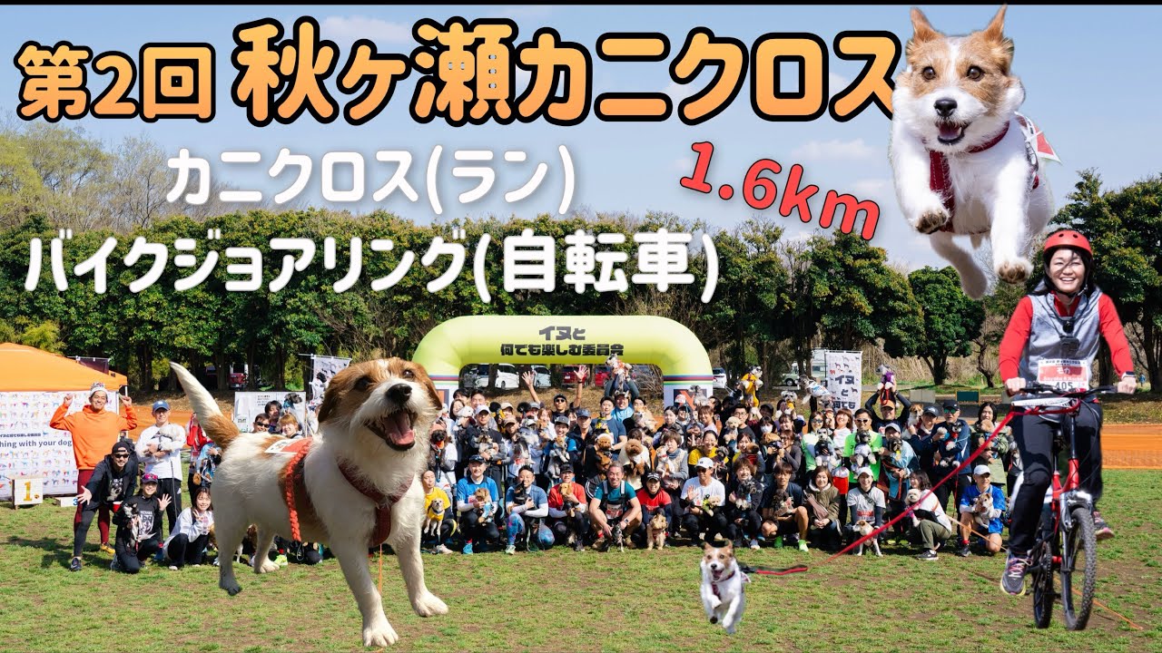 第2回 秋ヶ瀬カニクロスでジャックラッセルテリアとドッグマラソン＆バイクジョアリング / Canicross and bikejoring with dogs Jack Russell Terrier