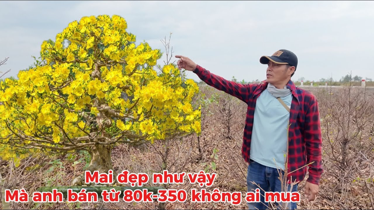 Vỡ trận anh Trai cầu cứu 22.000 cây Mai Ở Bình Lợi giá từ 80k mà bán không ai mua 