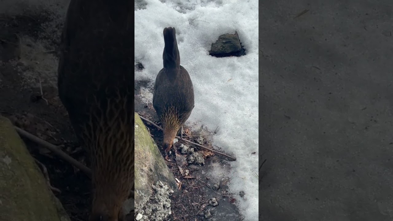 Yard Fowl: Selection, Strains and Phenotype 