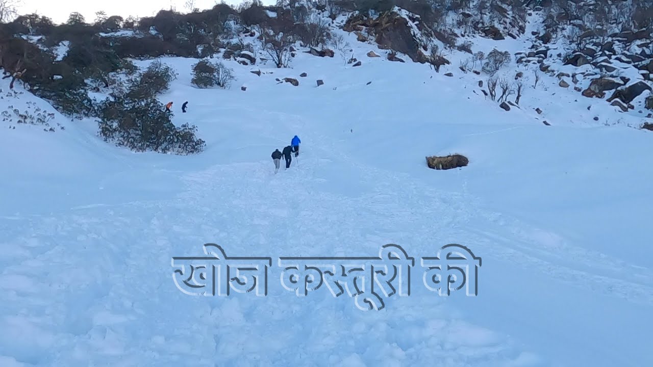 खोज कस्तूरी की | The Story of the Himalayan Musk Deer | Wildlife Adventures | @RoundglassSustain