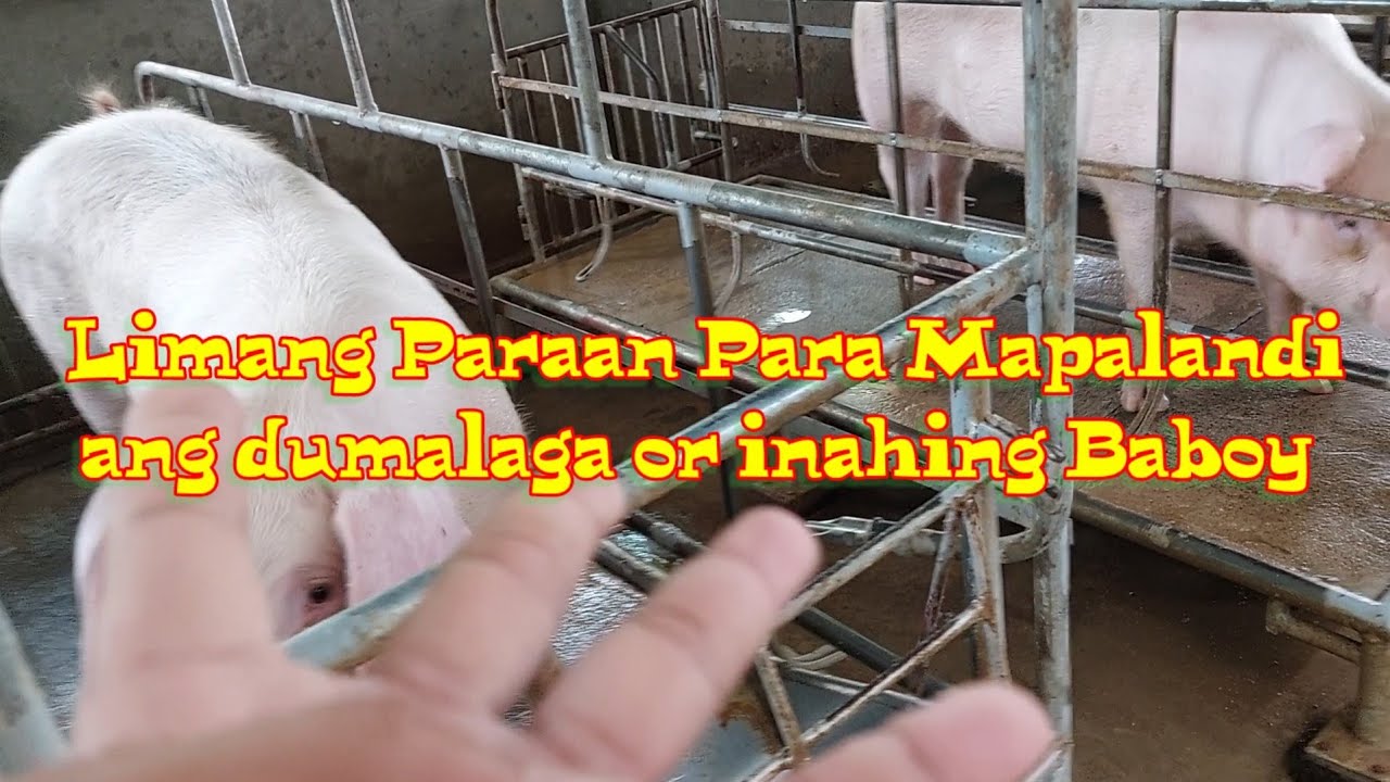 Ready to bread.. tips at Mga paraan para mapalandi ang mga baboy.. @baboy