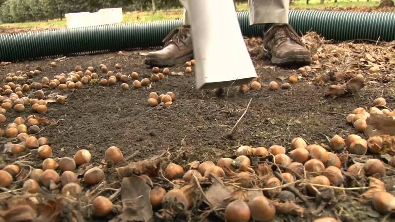 NUT HARVESTER 2014
