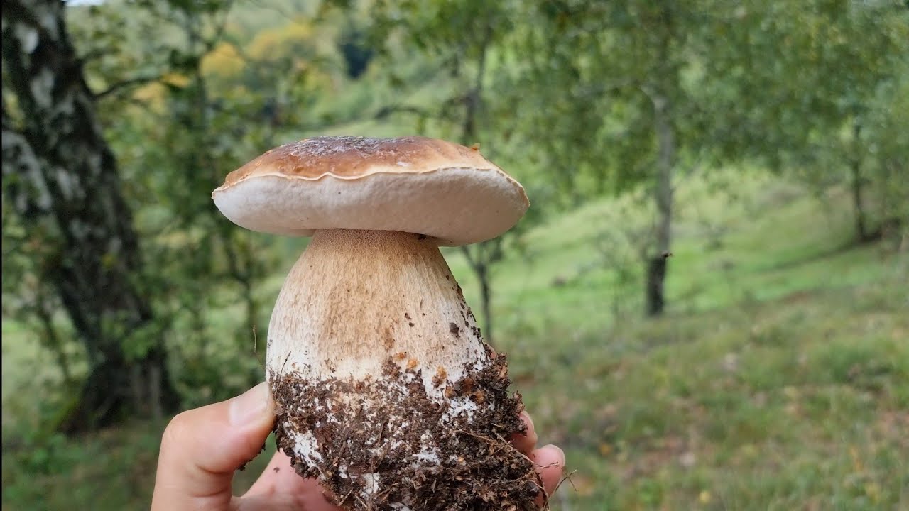 Din Pădure direct în farfurie - Ciorba de Hribi a Ramonei