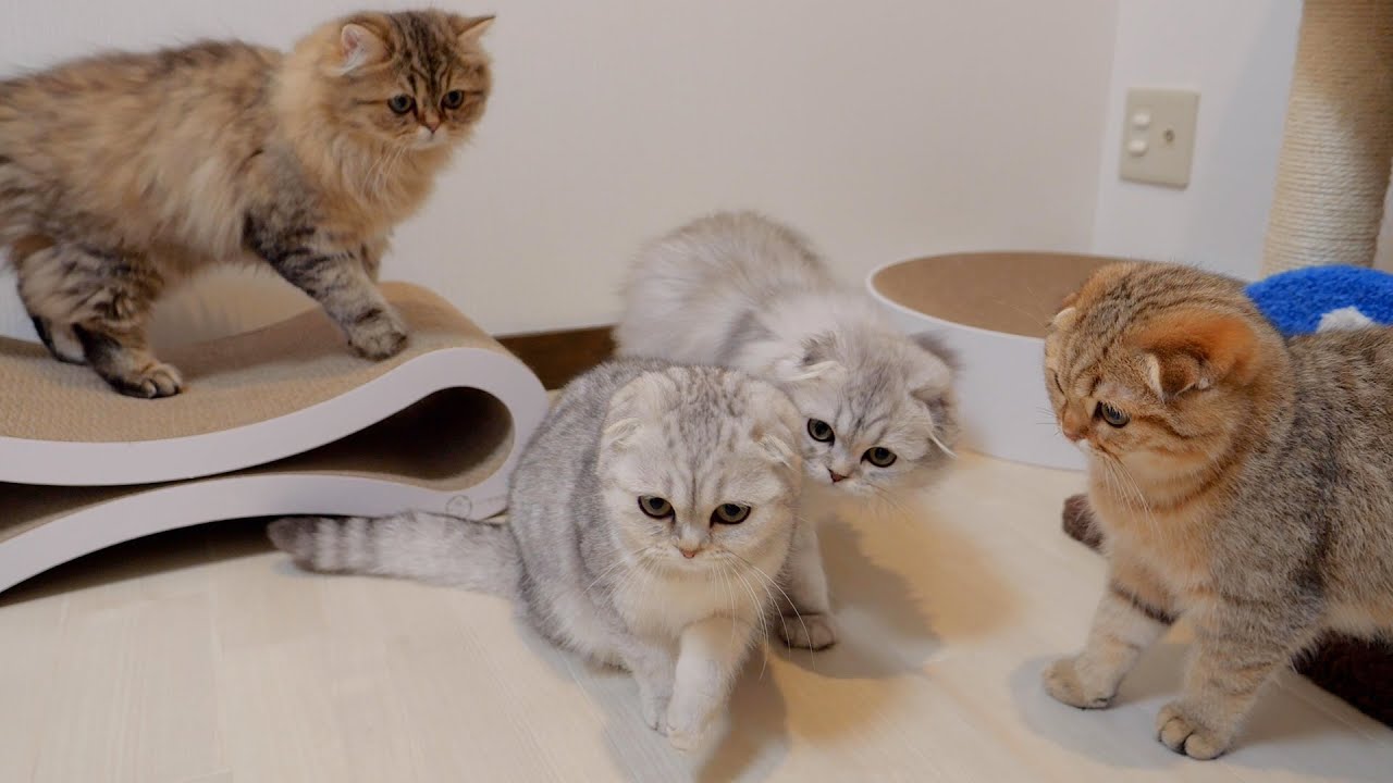 Котенок замечает, что с его братом что-то не так, и тут же прибегает!