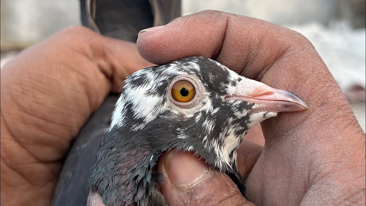 Yasine pigeon care is live!