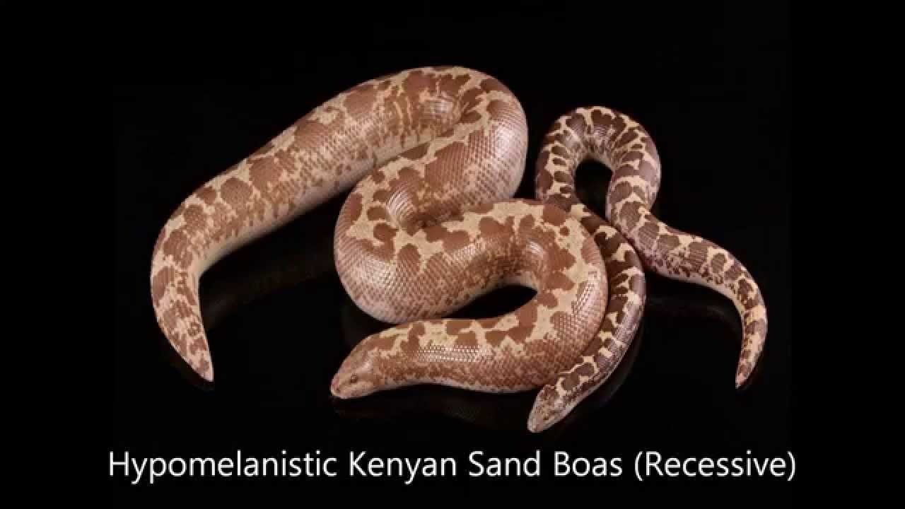 Kenyan Sand Boa Morphs Guide