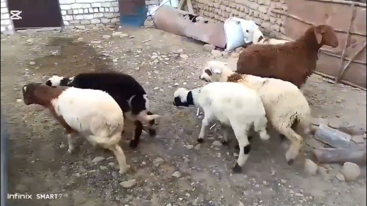 #عرضنا اليوم ٢٨خروف وحملتين مع المعلم حسام اسوان قرية بلانه ٣٠ يناير ٢٠٢٦