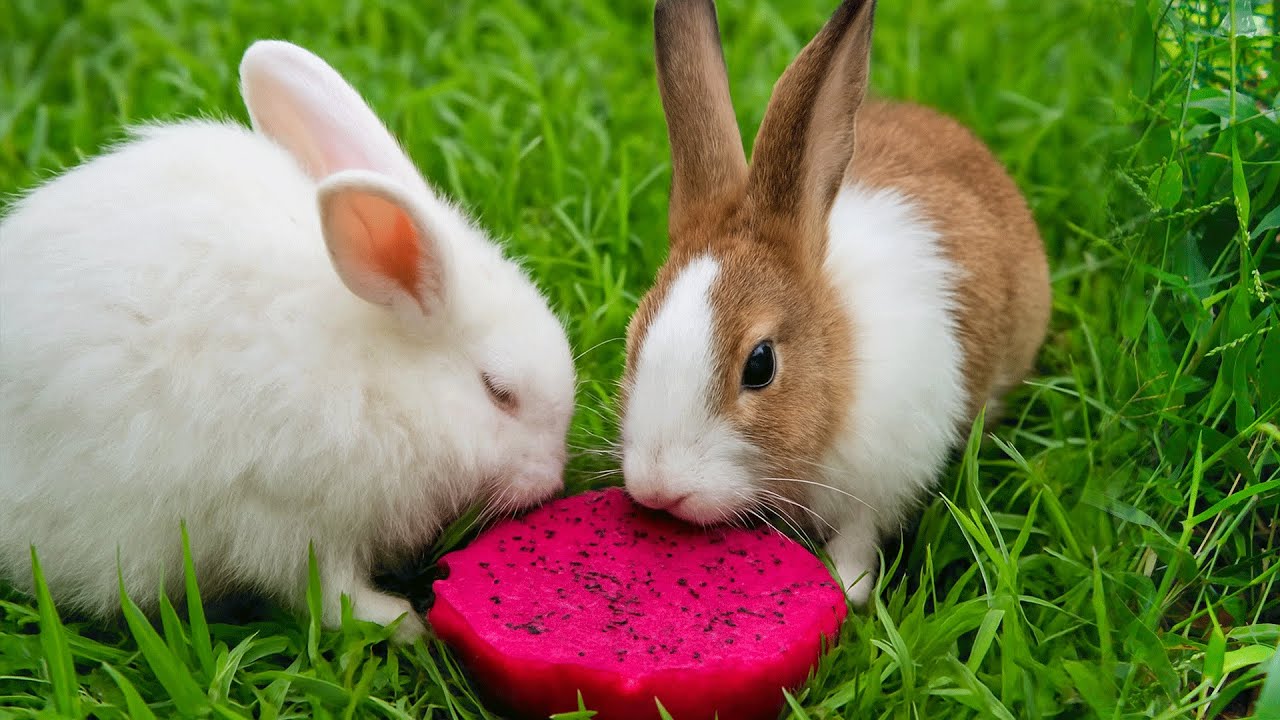 Bunny ASMR Eating Dragon Fruit 🐇 | Relaxing Rabbit Moments for Pet Lovers #rabbit #cute 