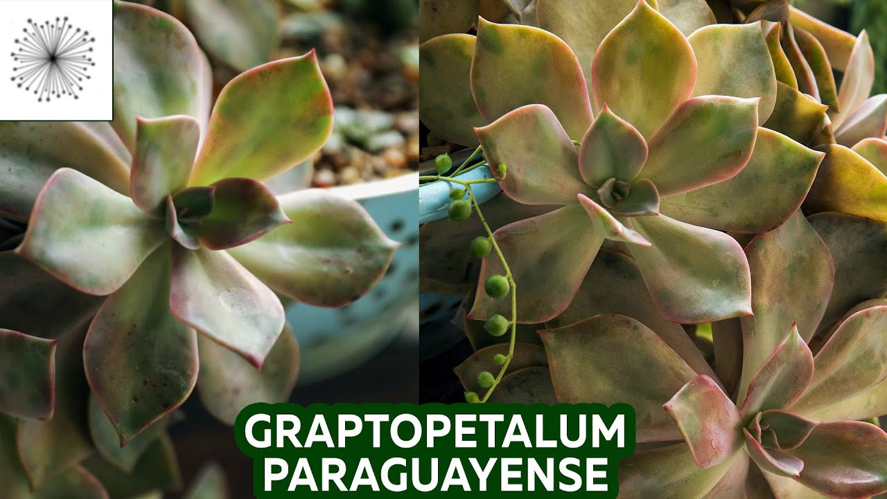 Todo sobre el Graptopetalum paraguayense
