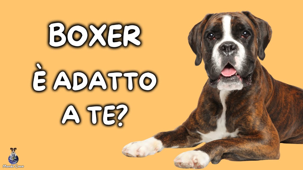 Boxer: Cosa Sapere