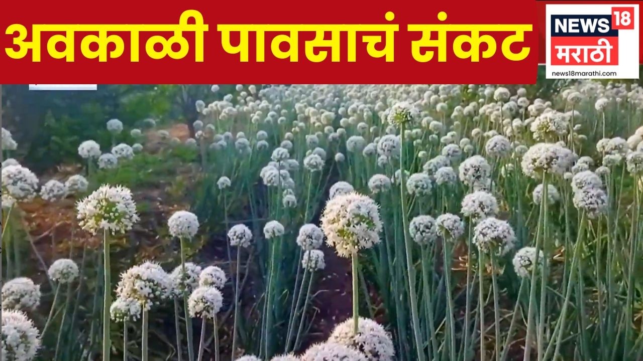 Washim Rain News | बीजवाई कांद्याची पिके बहरली, शेतकऱ्यांवर अवकाळी पावसाचं संकट