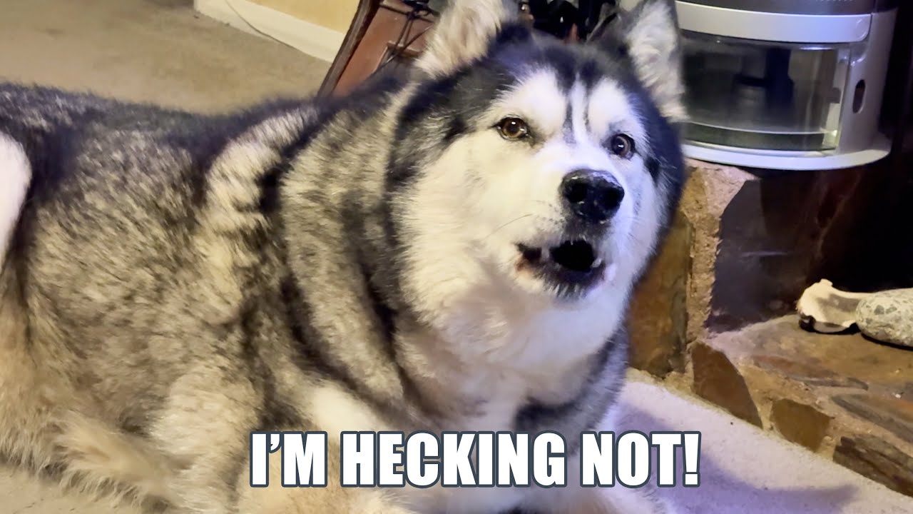 Husky Washes Like A CAT! & Doesn’t Like The Comparison!