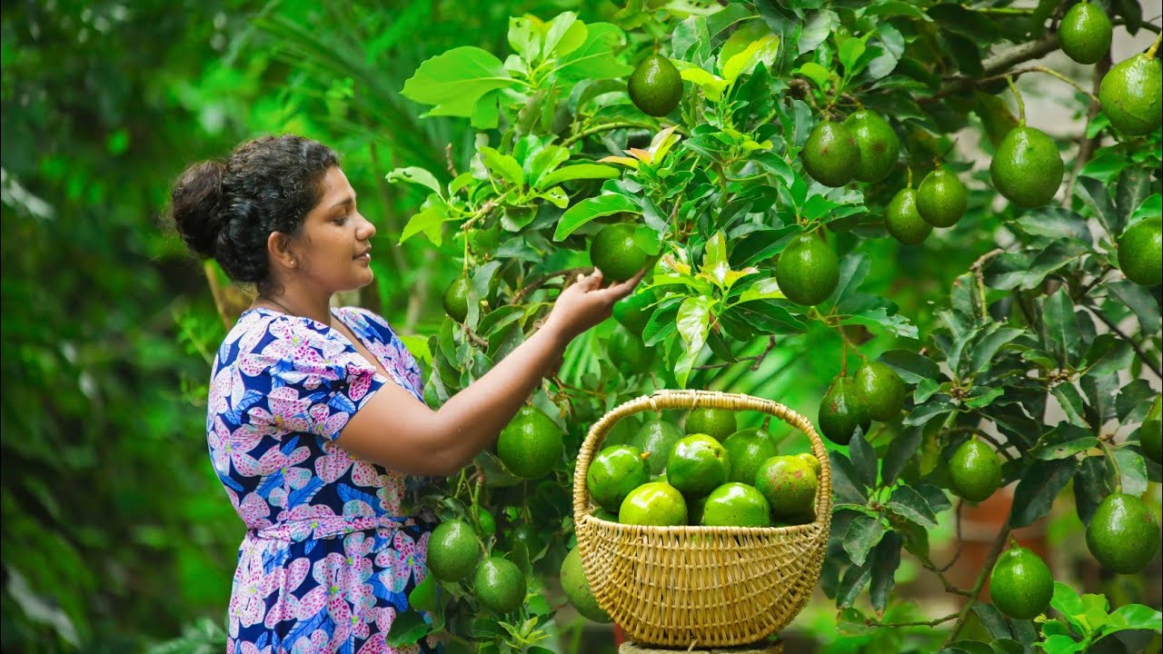 Tropical Fruits in my dad's garden and avocados for the family's favorite flavors