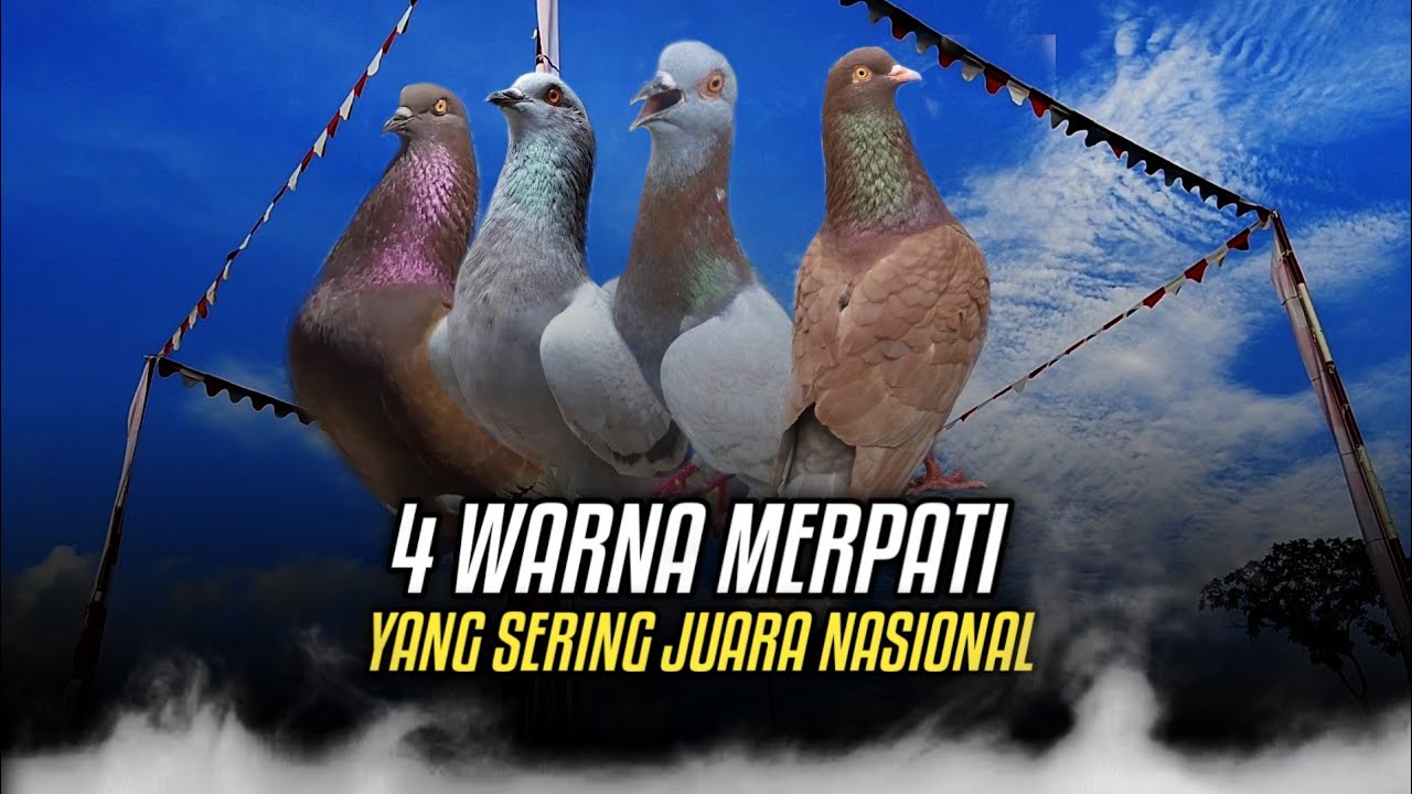 4 WARNA MERPATI YANG SERING JUARA NASIONAL‼️