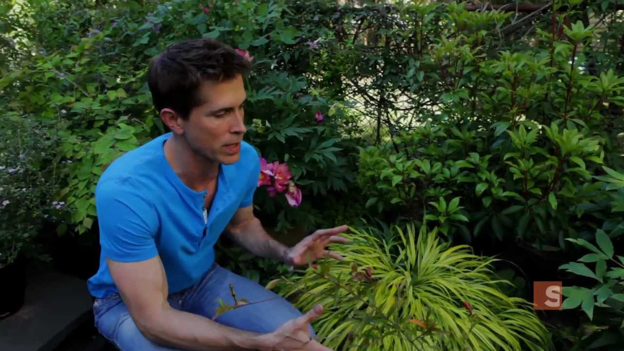 How to plan an urban garden - Urban Gardener video