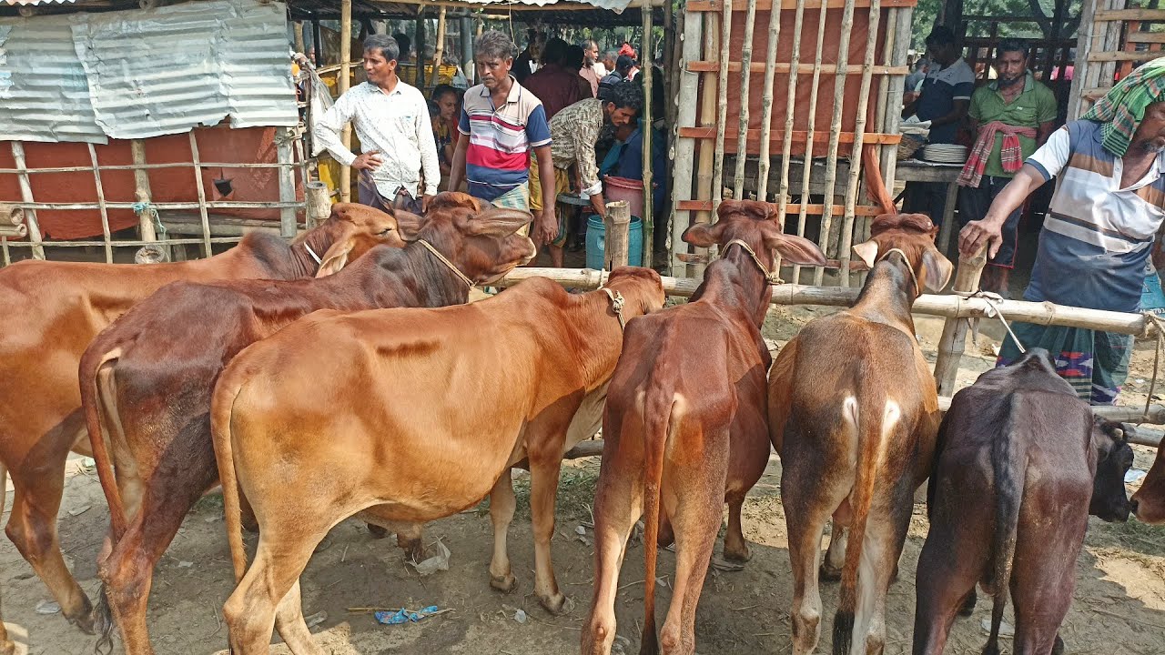 খামার উপযোগী ছোট ছোট ষাঁড় বাছুর কেনাবেচা ২০২৫ | চৌগাছা গরুর হাট, যশোর |