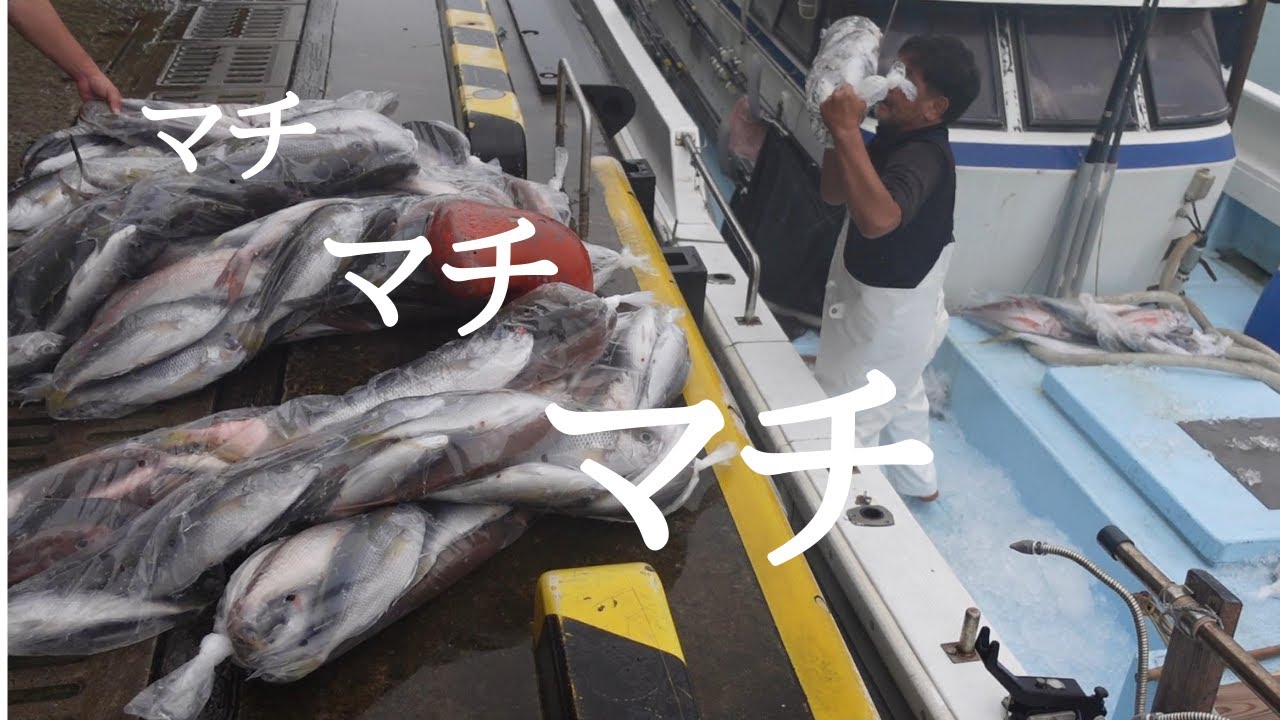 【総数量は？】マチ漁の準備から水揚げまで。出荷したマチの種類。