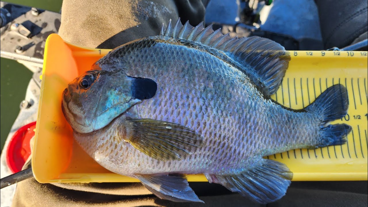 Big Bluegill and Trout Fishing