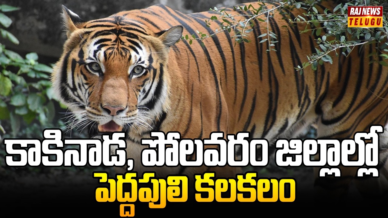 కాకినాడ, పోలవరం జిల్లాల్లో పెద్దపులి కలకలం | Tiger Roams Between Kakinada & Polavaram | Raj News