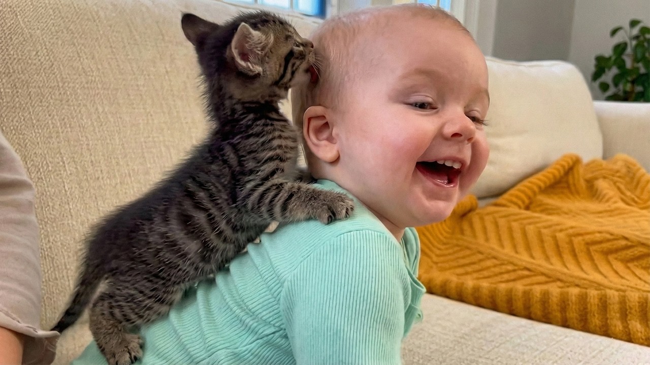 Kittens Claiming Babies as Their Own 🐱👶 | Too Cute to Handle