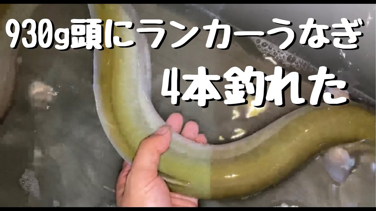 【うなぎ釣り】930g頭にランカー極太うなぎが4本釣れた#うなぎ釣り#天然うなぎ#ドバミミズ