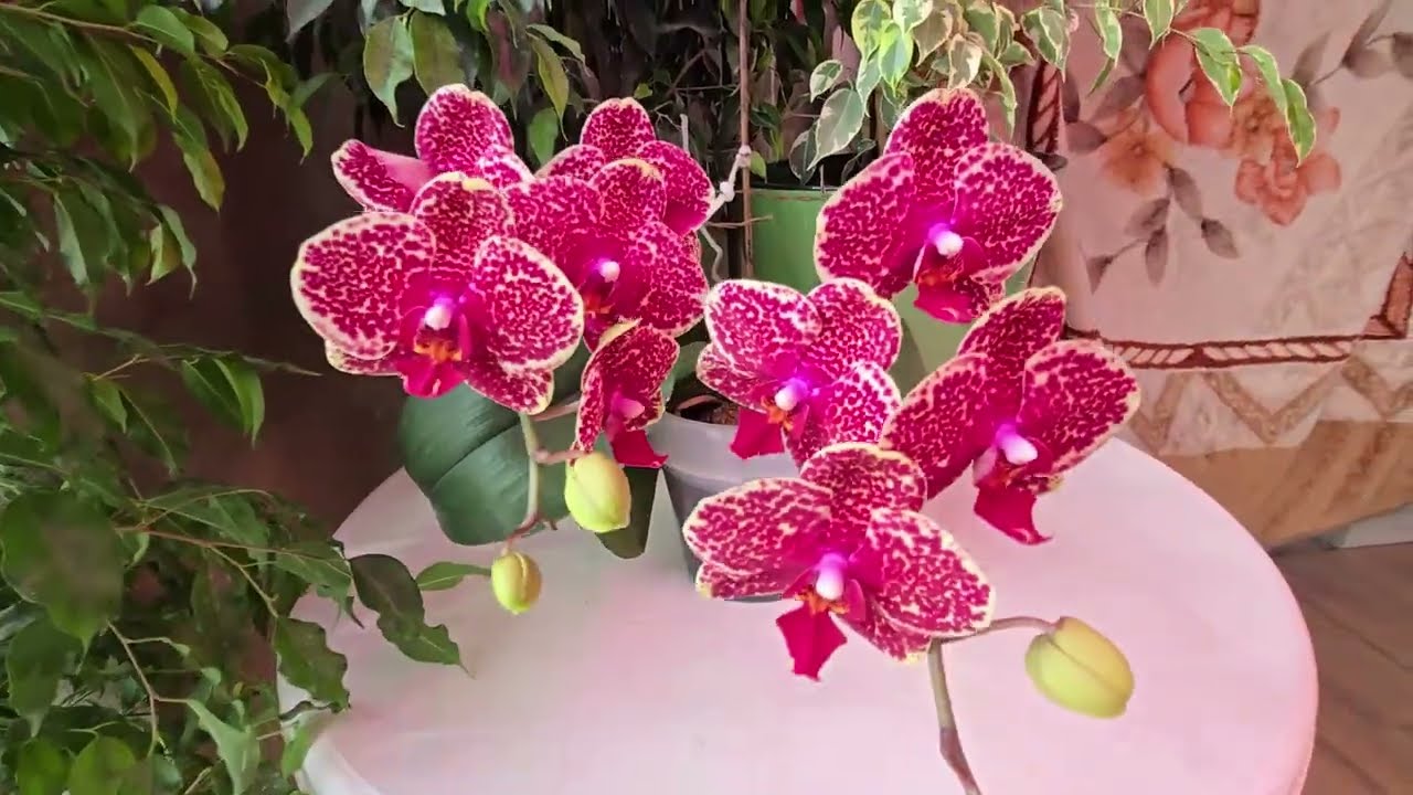 С праздником 8 марта, всех женщин-орхолюбителей!!!