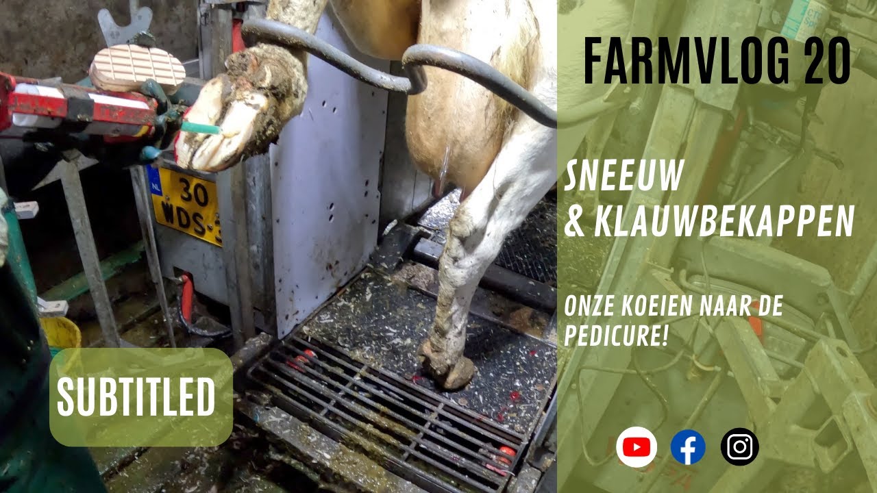 Farmvlog 20: Hoeve Hoogstraten in de sneeuw & klauwbekappen