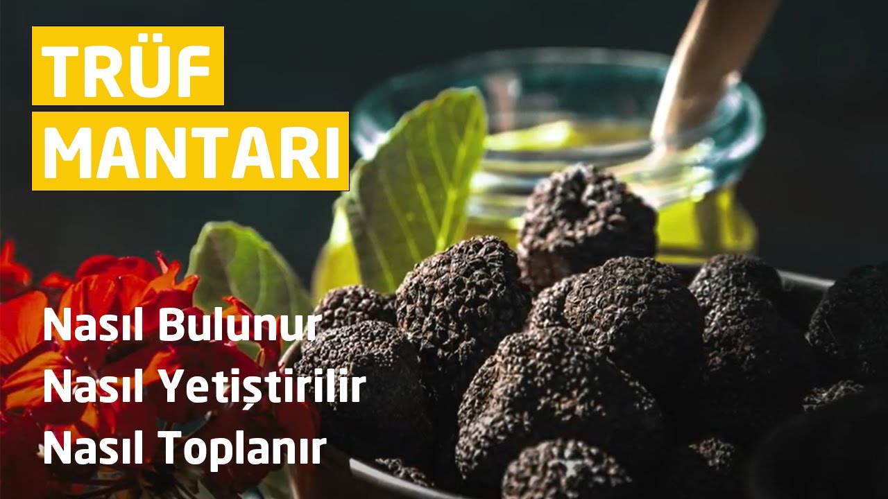 🍄Trüf Mantarı Nasıl Bulunur, Nasıl Yetiştirilir, Nasıl Toplanır