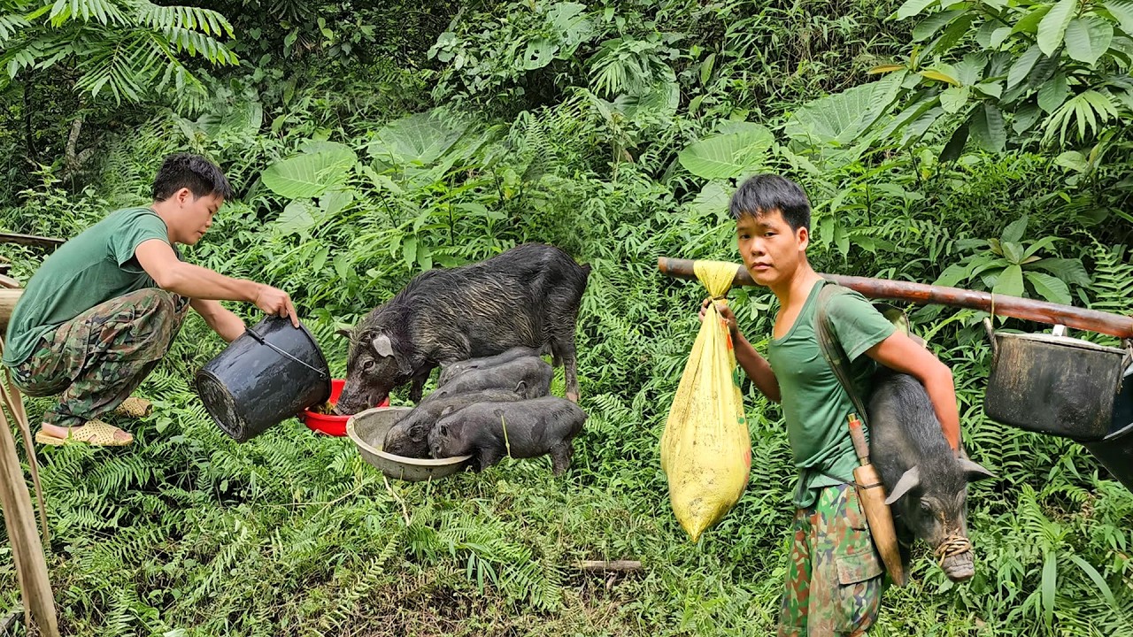 Solo Forest Adventure: Catching Wild Boars and Moving Them to a New Pen