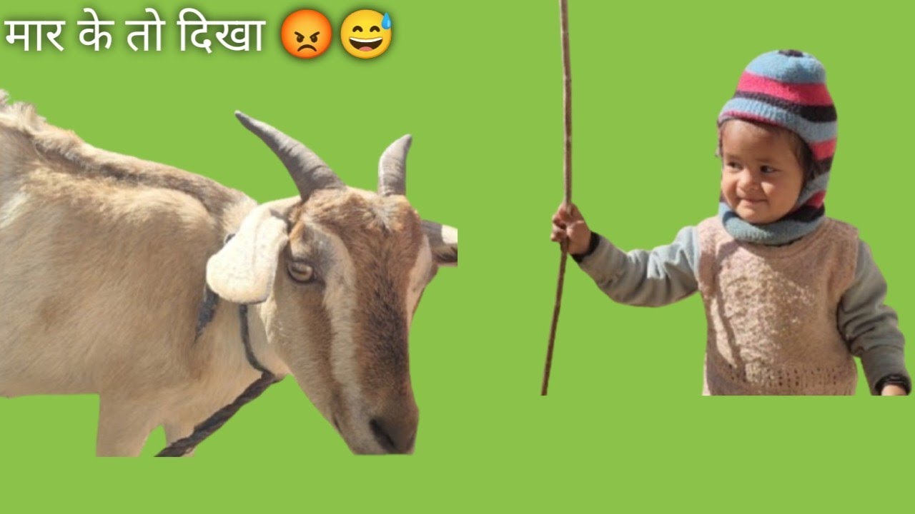 आज दृष्टि हुई बकरी से गुस्सा और हो गई दोनों की लड़ाई....#pahadilifestyle 