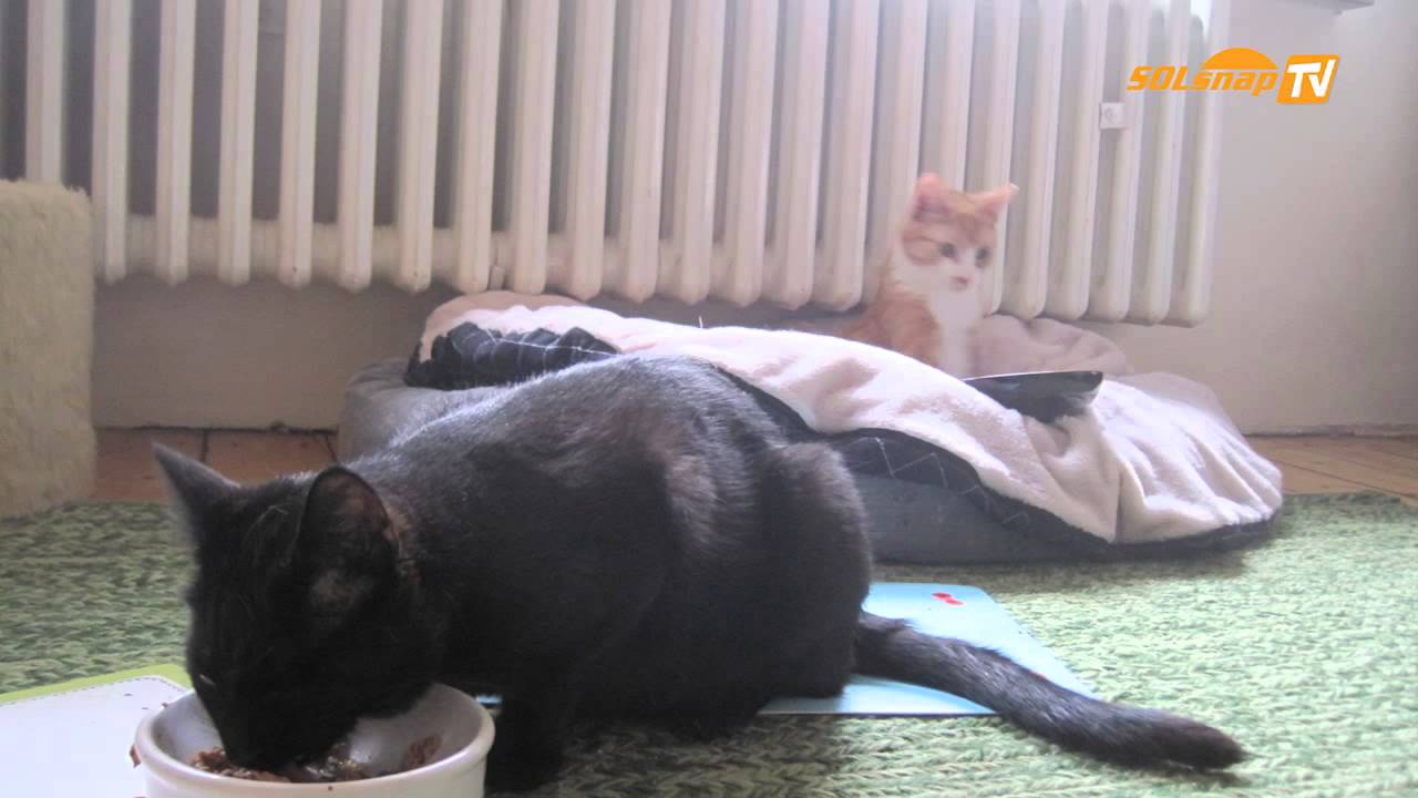 Heimtier des Monats April