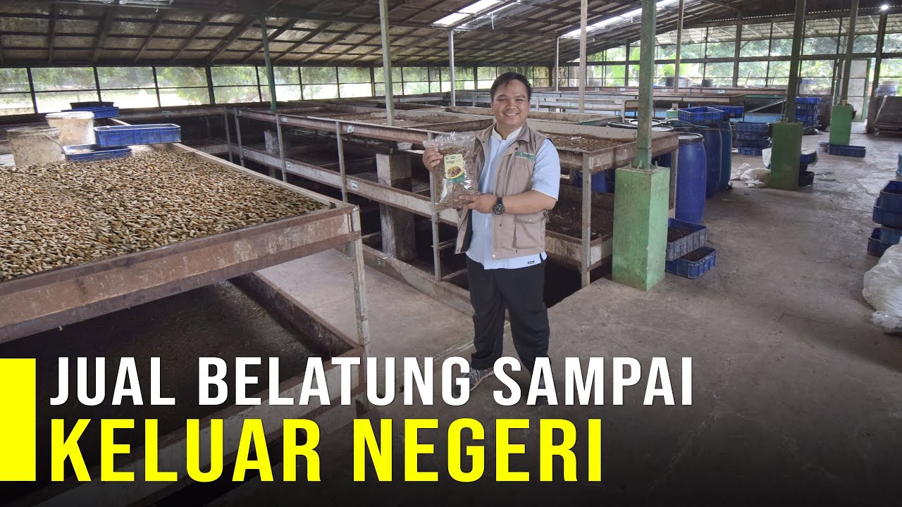 Budidaya Maggot Modal Sampah Jadi Rupiah