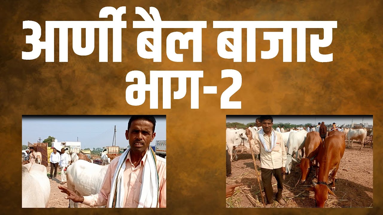 यवतमाळ जिल्हातील आर्णी तालुक्याचा प्रसिद्ध बैल बाजार भाग २ शेतकऱ्यांच्या मोबाईल क्रंमाकासह.annadata