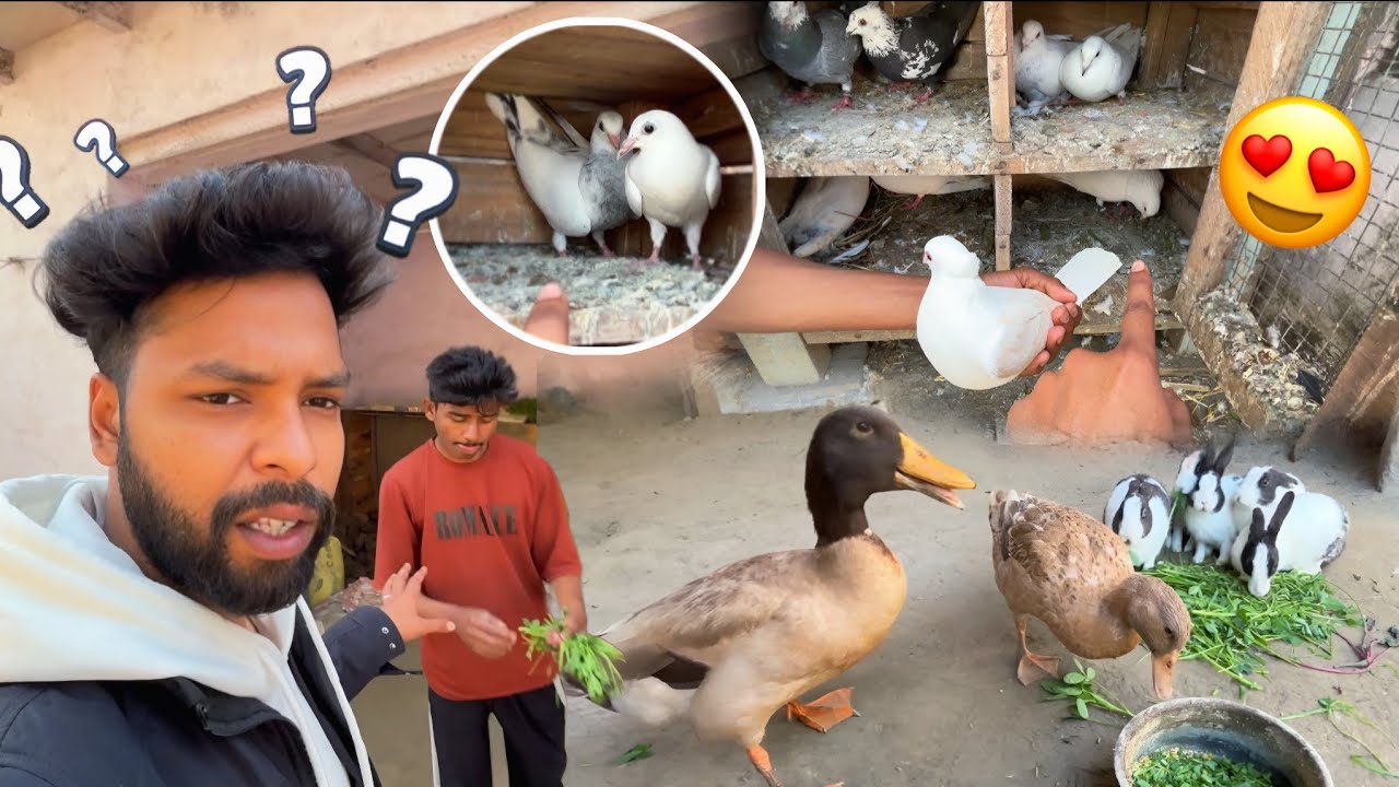 Mini Zoo ka Morning Routine 😍 || मिनी जू के सुबह के रोजमर्रा के काम