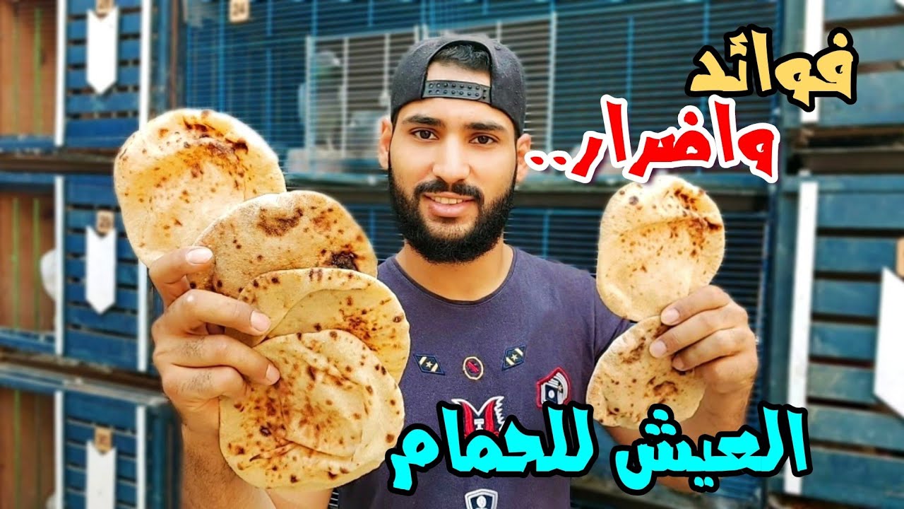 فوائد واضرار العيش او الخبز للحمام والطيور والطريقه الصحيحه لاستخدامه للحمام