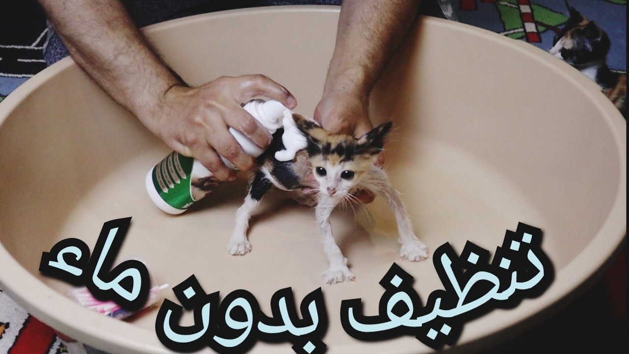طريقة سهلة لتحميم القطط بدون ماء