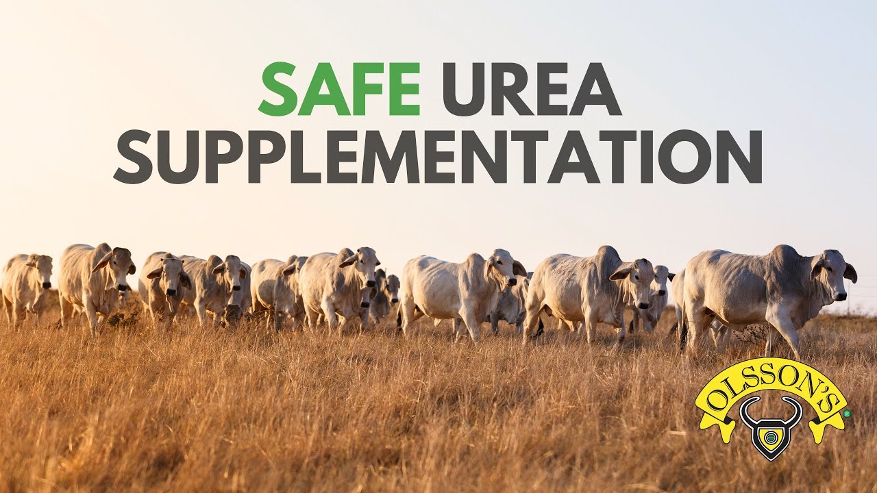 How to Optimise Dry Feed for Livestock