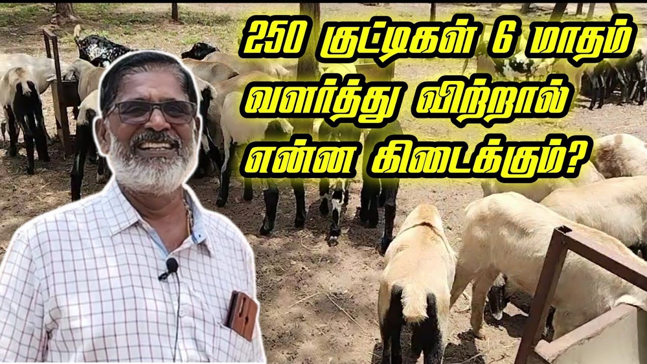 40 வருட விவசாயத்தில் பார்க்காத வருமானம் / ஆடு வளர்ப்பில்  லட்சத்தில் வருமானம் பார்க்கும் விவசாயி