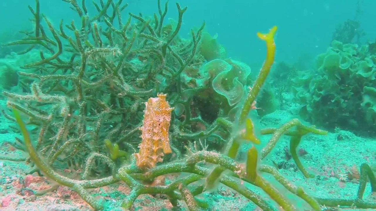 Sea of Cortez Midriff Islands 2017