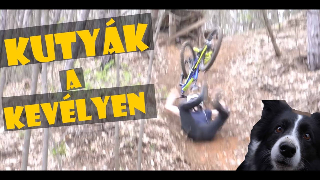 Kutyák a Kevélyen