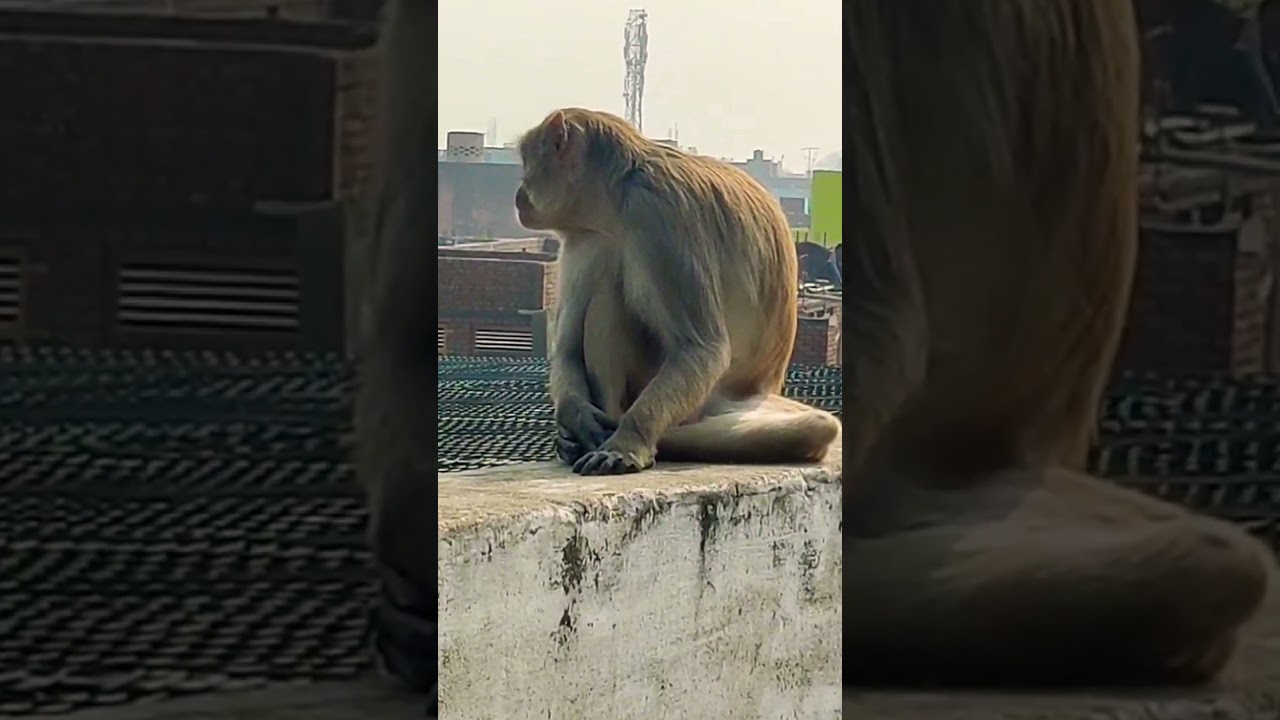 #FunnyMonkeyVideo
