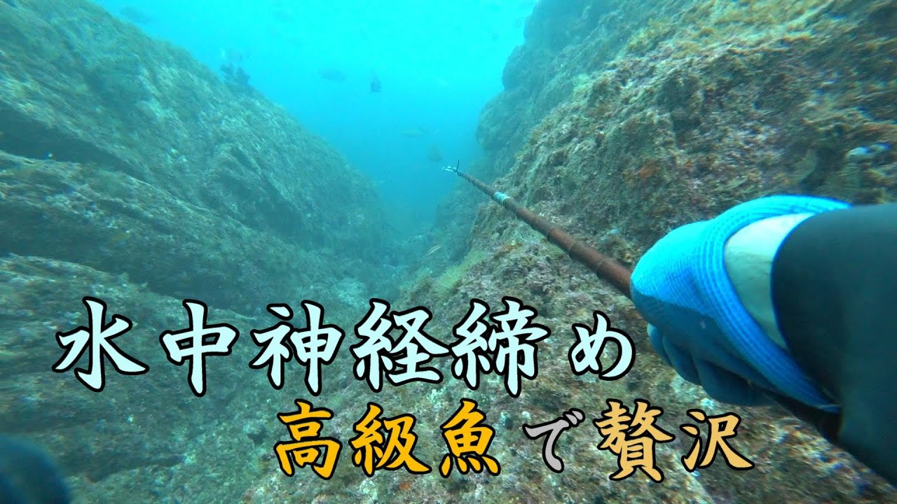 【魚突き贅沢。】水中神経締め！