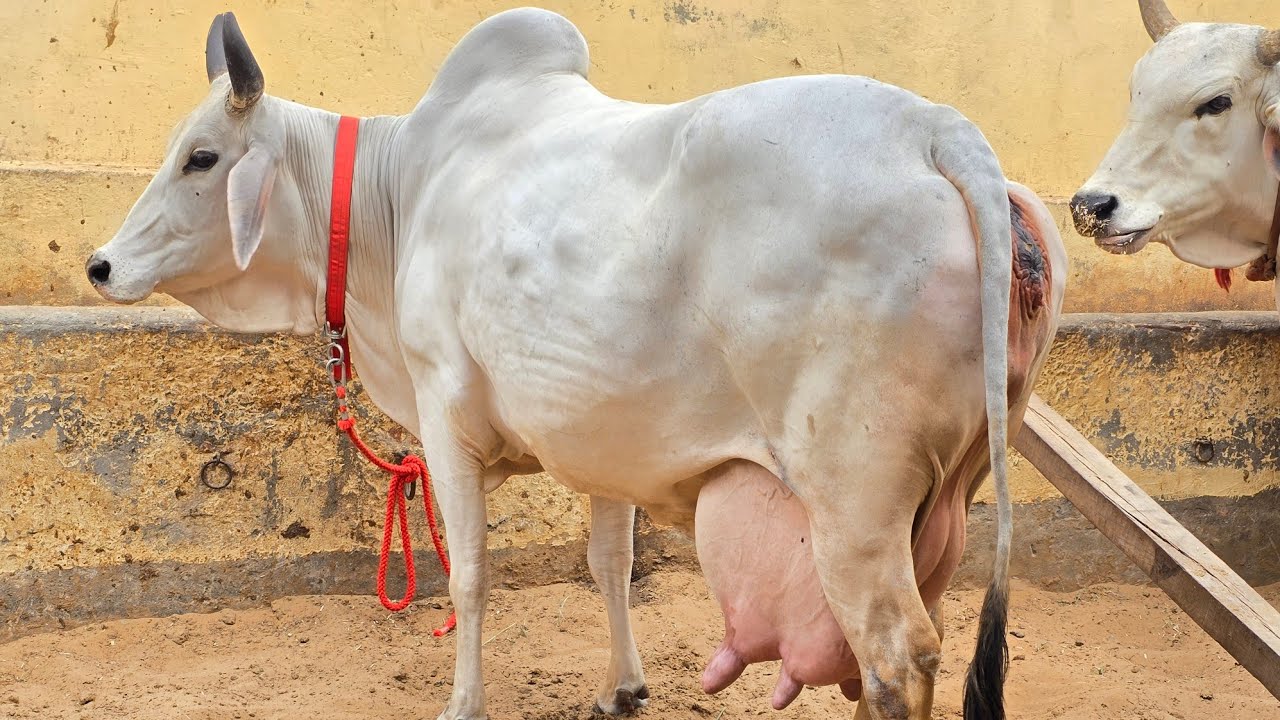 👍सभी गौवंश बडे##Udder वाली और👌पहले ब्यात#2 दांत बछडी👍पुरी विडिओ अपने#छोटे से Farm SE 🙏