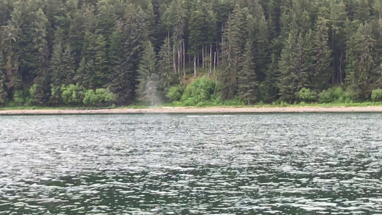 Hoonah Whale Tours 6/1/18