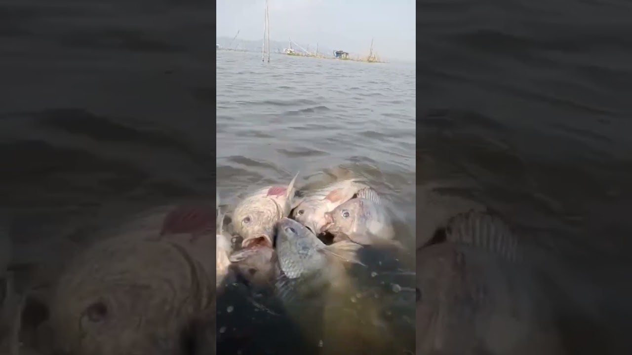 Narang ikan rawapening