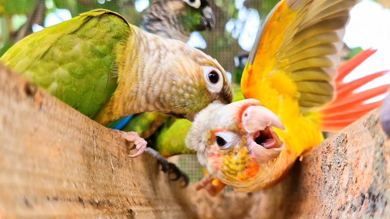 Help me! I got bitten by a bird! : Green cheek conure nature relaxing sound.