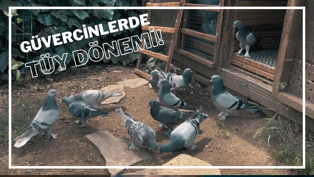 Güvercinlerde Tüy Sorunu! Tüyde olan Güvercin nasıl uçar? / Güvercinlerde Tüy dönemi - FEYK - TÜLEK
