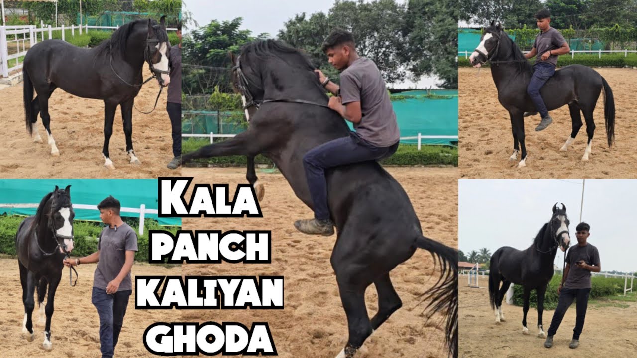 Kala panch kaliyan ghoda available in Hyderabad at Rancho de coballo | black baby horse in Hyderabad